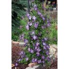 Klemátisz vit.Venosa Violacea 