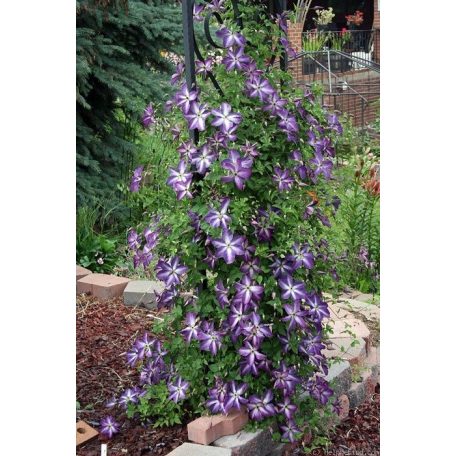 Klemátisz vit.Venosa Violacea 