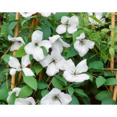 Klemátisz viticella Alba Luxurians 