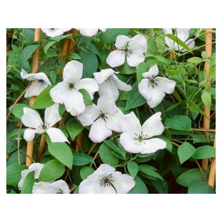 Klemátisz viticella Alba Luxurians 