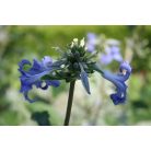 Klemátisz tub.Cassandra