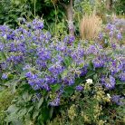 Klemátisz tub.Cassandra