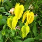 Klemátisz tangutica Lambton Park