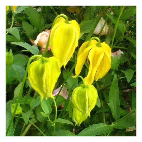 Klemátisz tangutica Lambton Park