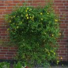 Klemátisz tangutica Lambton Park