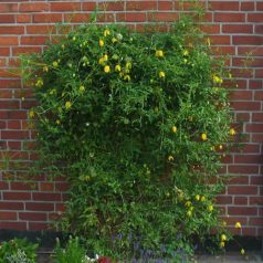 Klemátisz tangutica Lambton Park