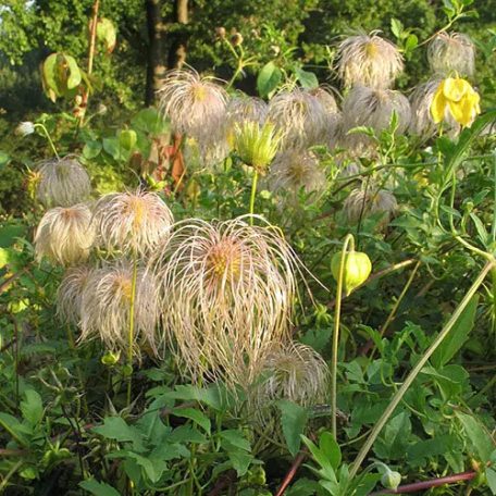 Klemátisz tangutica Lambton Park