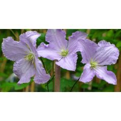 Klemátisz viticella Blue Angel / Blekitny Aniol