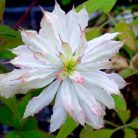 Klemátisz montana Jenny Keay