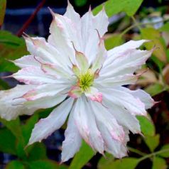 Klemátisz montana Jenny Keay