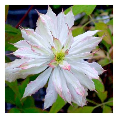 Klemátisz montana Jenny Keay