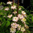 Klemátisz montana Jenny Keay