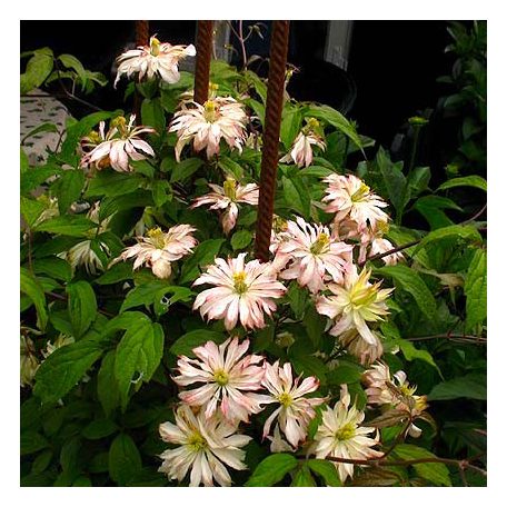 Klemátisz montana Jenny Keay