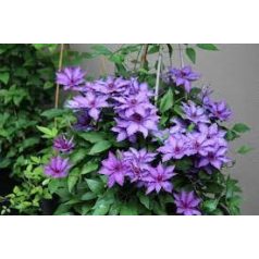 Klemátisz Maria Louise Jensen®