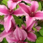 Klemátisz integrifolia Saphyra Double Rose 'CLEMINOV29'