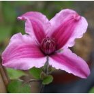 Klemátisz integrifolia Saphyra Double Rose 'CLEMINOV29'