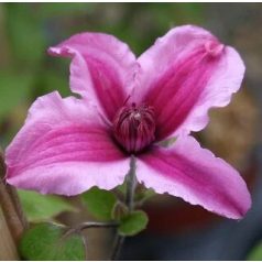   Klemátisz integrifolia Saphyra Double Rose 'CLEMINOV29'