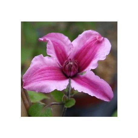 Klemátisz integrifolia Saphyra Double Rose 'CLEMINOV29'