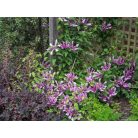 Klemátisz integrifolia Saphyra Double Rose 'CLEMINOV29'