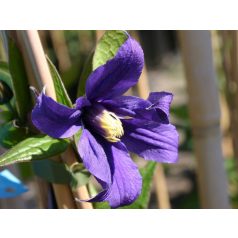 Klemátisz erist.New Hendersonii