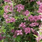 Klemátisz montana Broughton Star