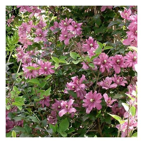 Klemátisz montana Broughton Star