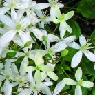 Klemátisz mandshurica bot. Art