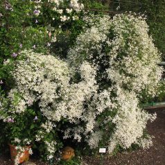 Klemátisz mandshurica bot. Art