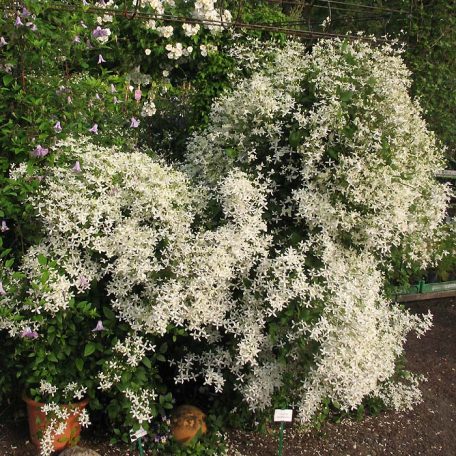 Klemátisz mandshurica bot. Art