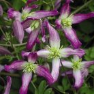 Klemátisz flam. Rubromarginata