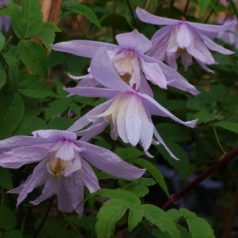 Klemátisz alp.Pink Princess