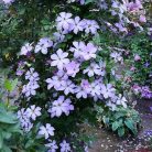 Klemátisz Consort BFCCCON