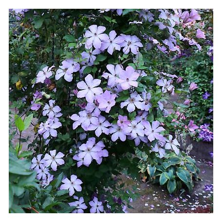 Klemátisz Consort BFCCCON