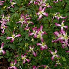 Klemátisz flam. Rubromarginata