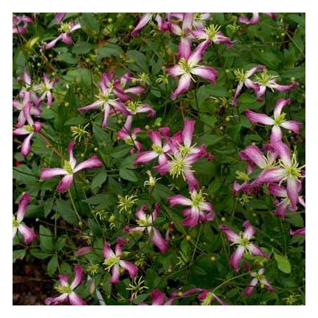 Klemátisz flam. Rubromarginata