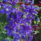 Klemátisz int.Saphyra Indigo ®