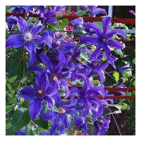 Klemátisz int.Saphyra Indigo ®