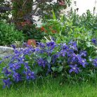 Klemátisz int.Saphyra Indigo ®