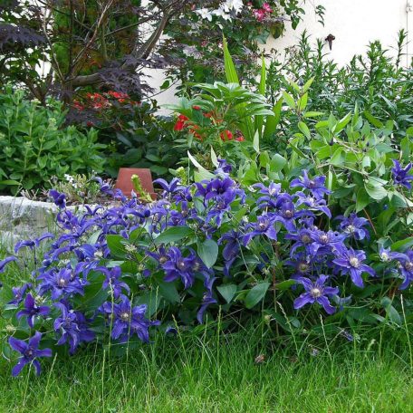 Klemátisz int.Saphyra Indigo ®