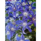 Klemátisz int.Saphyra Indigo ®