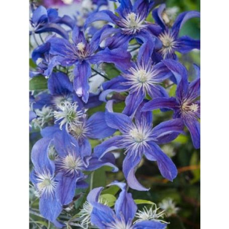 Klemátisz int.Saphyra Indigo ®
