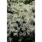 Klemátisz Mandshurica Nana