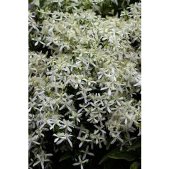 Klemátisz Mandshurica Nana