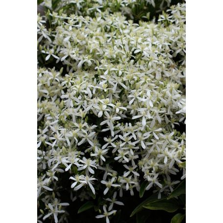 Klemátisz Mandshurica Nana