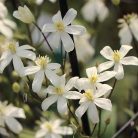 Klemátisz recta Pamela