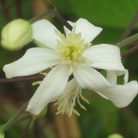 Klemátisz recta Pamela