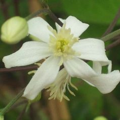 Klemátisz recta Pamela