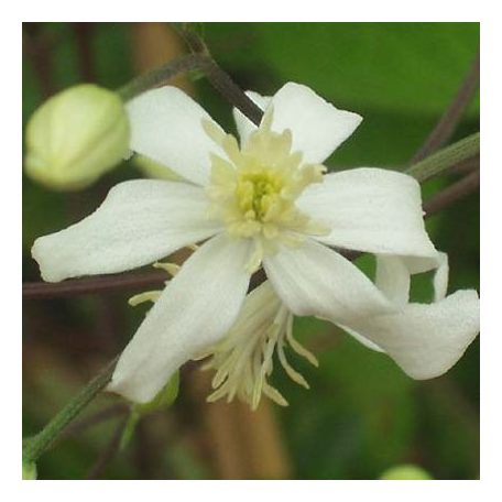 Klemátisz recta Pamela