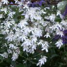 Klemátisz recta Pamela