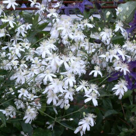 Klemátisz recta Pamela